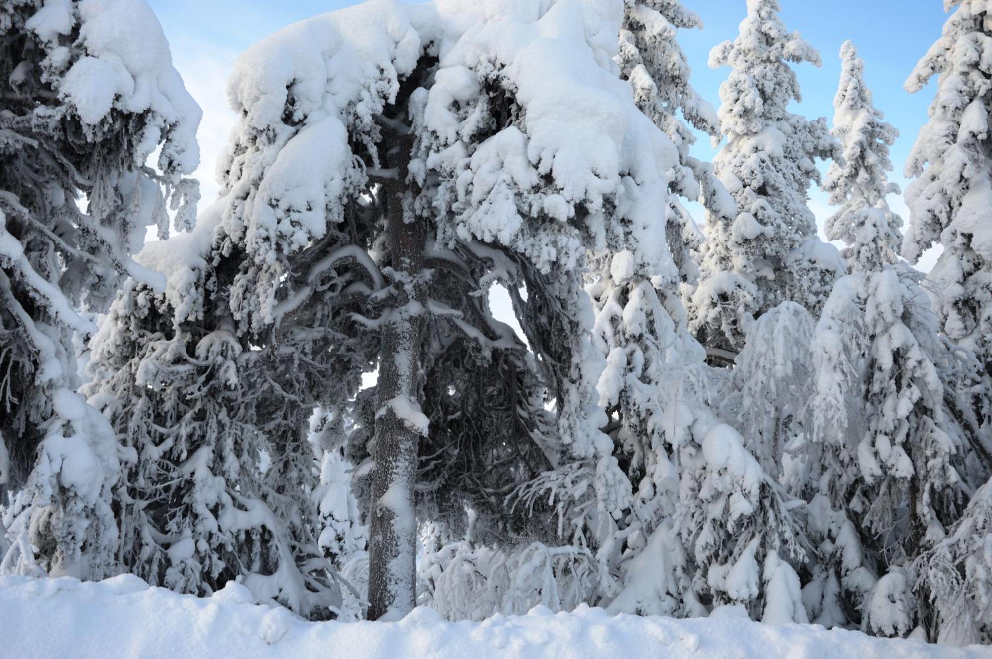 16 - Fulufjellets Nasjonalparker - Natur-, Dyre- Og Fugleopplevelser Ljørdal Exterior foto