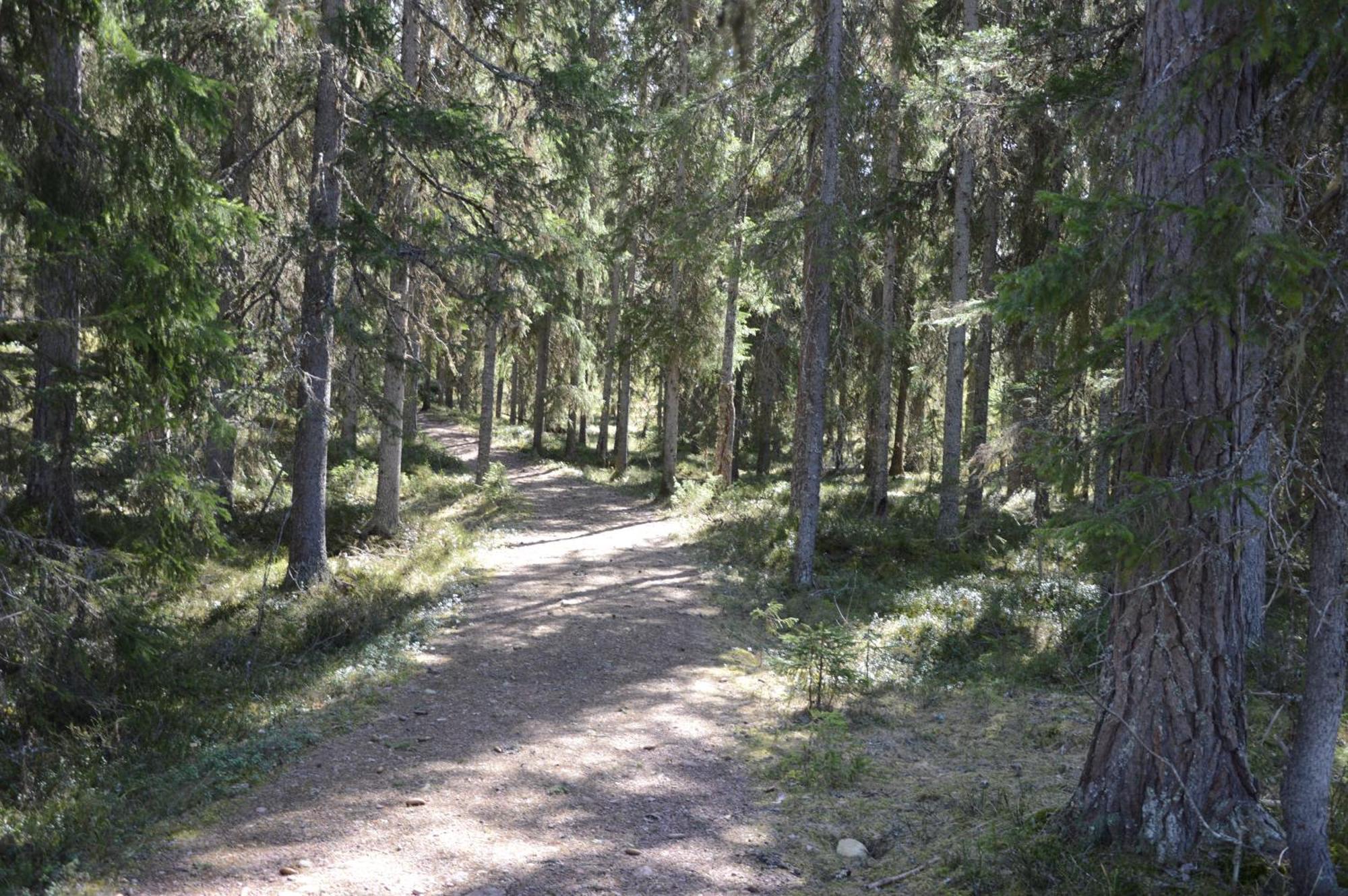 16 - Fulufjellets Nasjonalparker - Natur-, Dyre- Og Fugleopplevelser Ljørdal Exterior foto