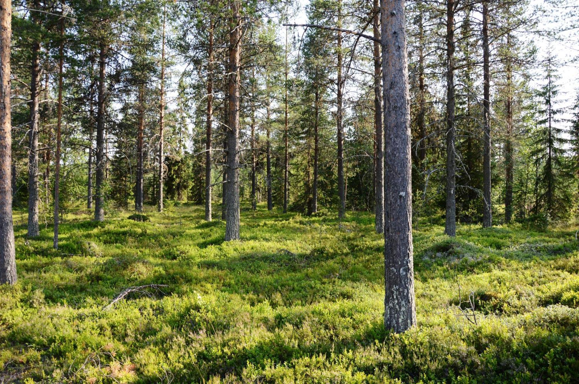 16 - Fulufjellets Nasjonalparker - Natur-, Dyre- Og Fugleopplevelser Ljørdal Exterior foto
