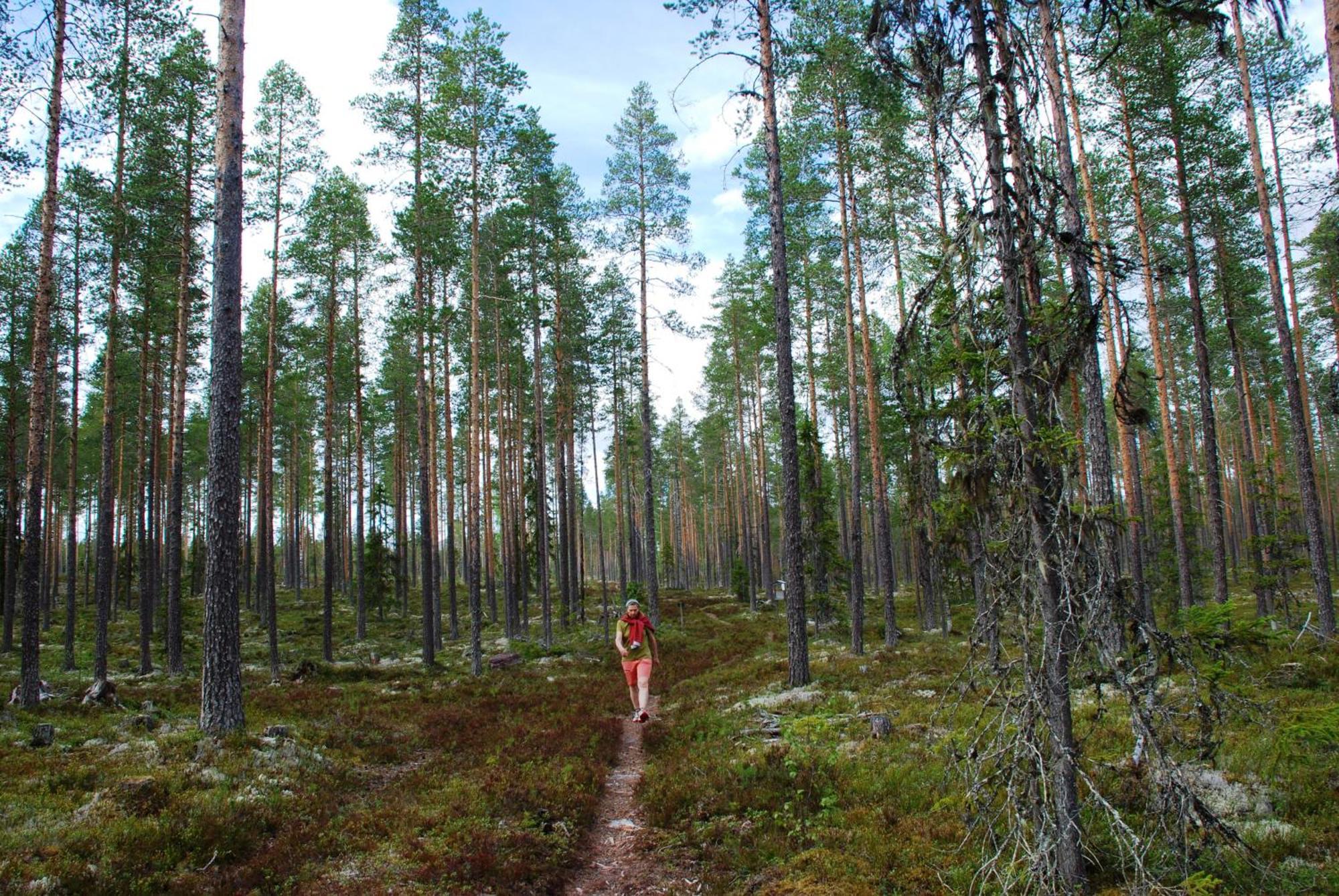 16 - Fulufjellets Nasjonalparker - Natur-, Dyre- Og Fugleopplevelser Ljørdal Exterior foto